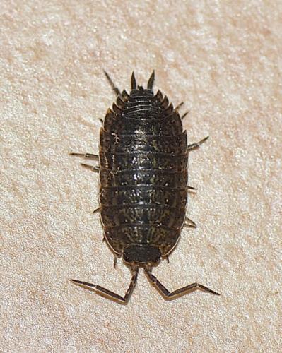 Porcellio monticola